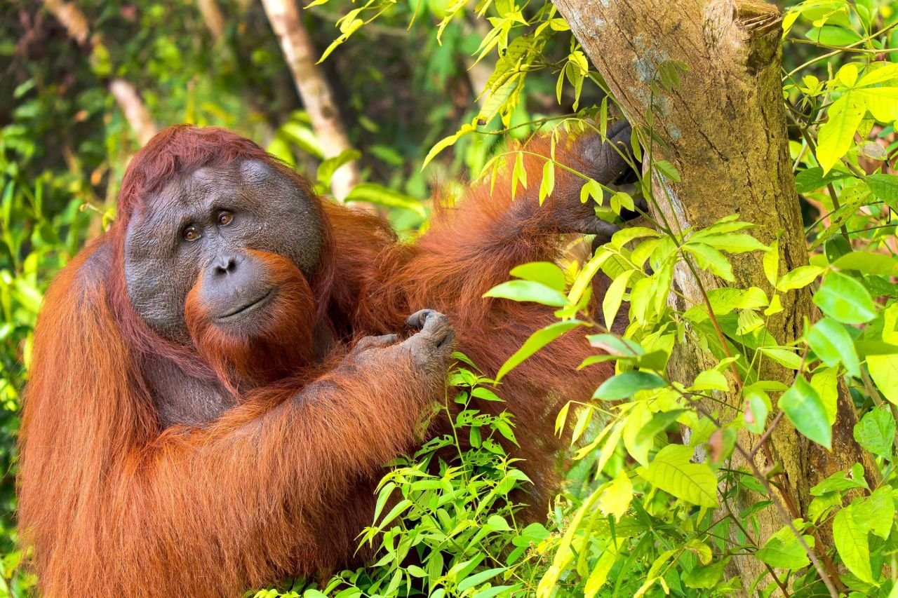 Tanjung Puting National Park
