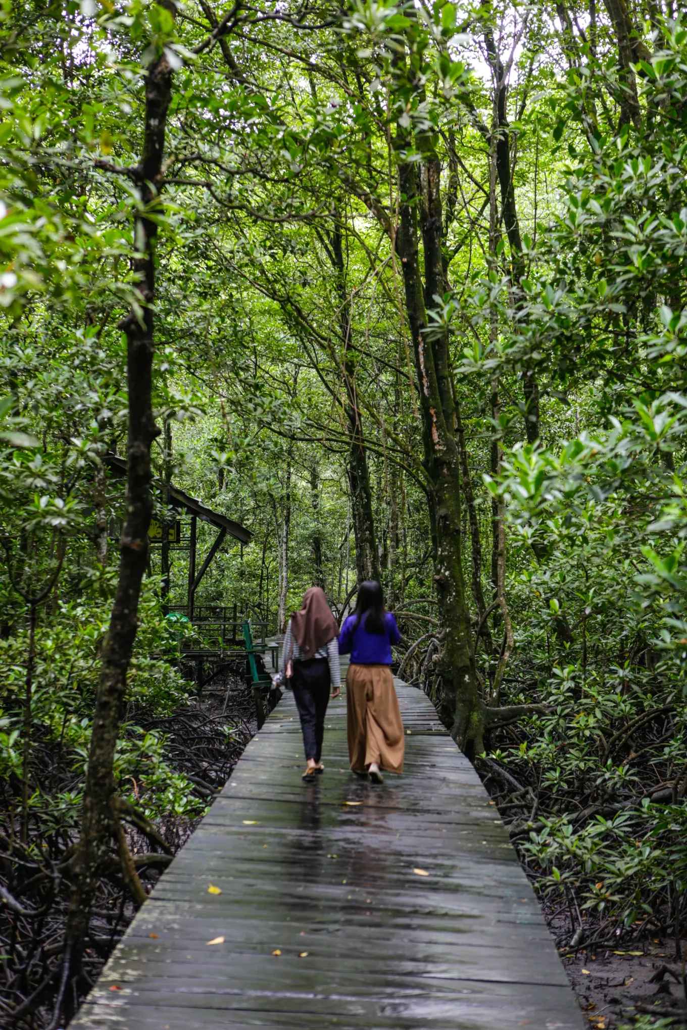 A peaceful escape into nature where every path leads to a new adventure. Discover the beauty of mangrove landscapes and enjoy a unique travel experience surrounded by the wonders of the wild.